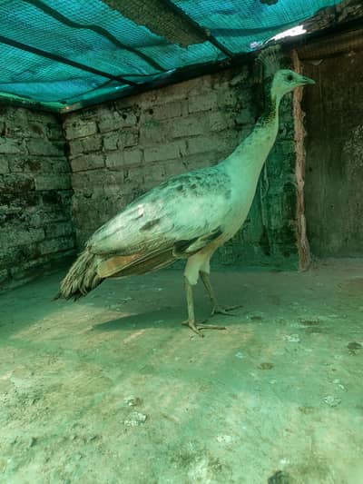 peahen black shoulder breader peacock femalei