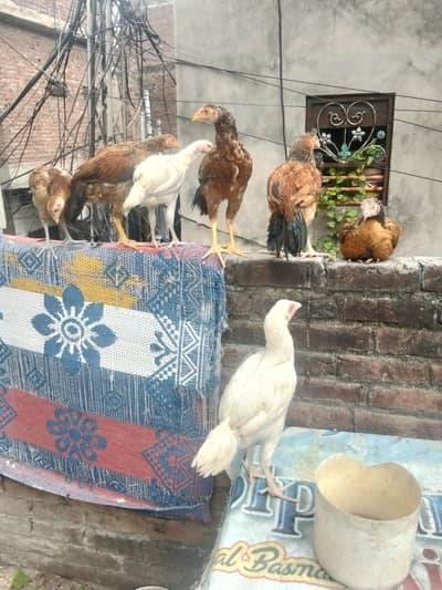 aseel miainwali  7pc