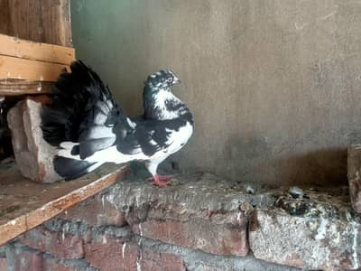 fantail female sale and exchange possible