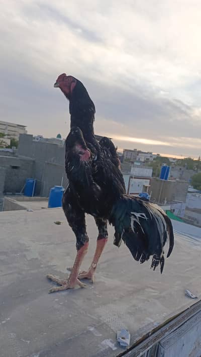 Salam mujhe apna ye Shamo pair sell krna he