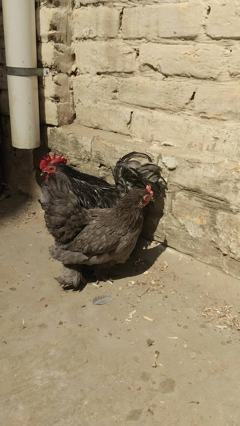 fersh and fertile eggs available 0