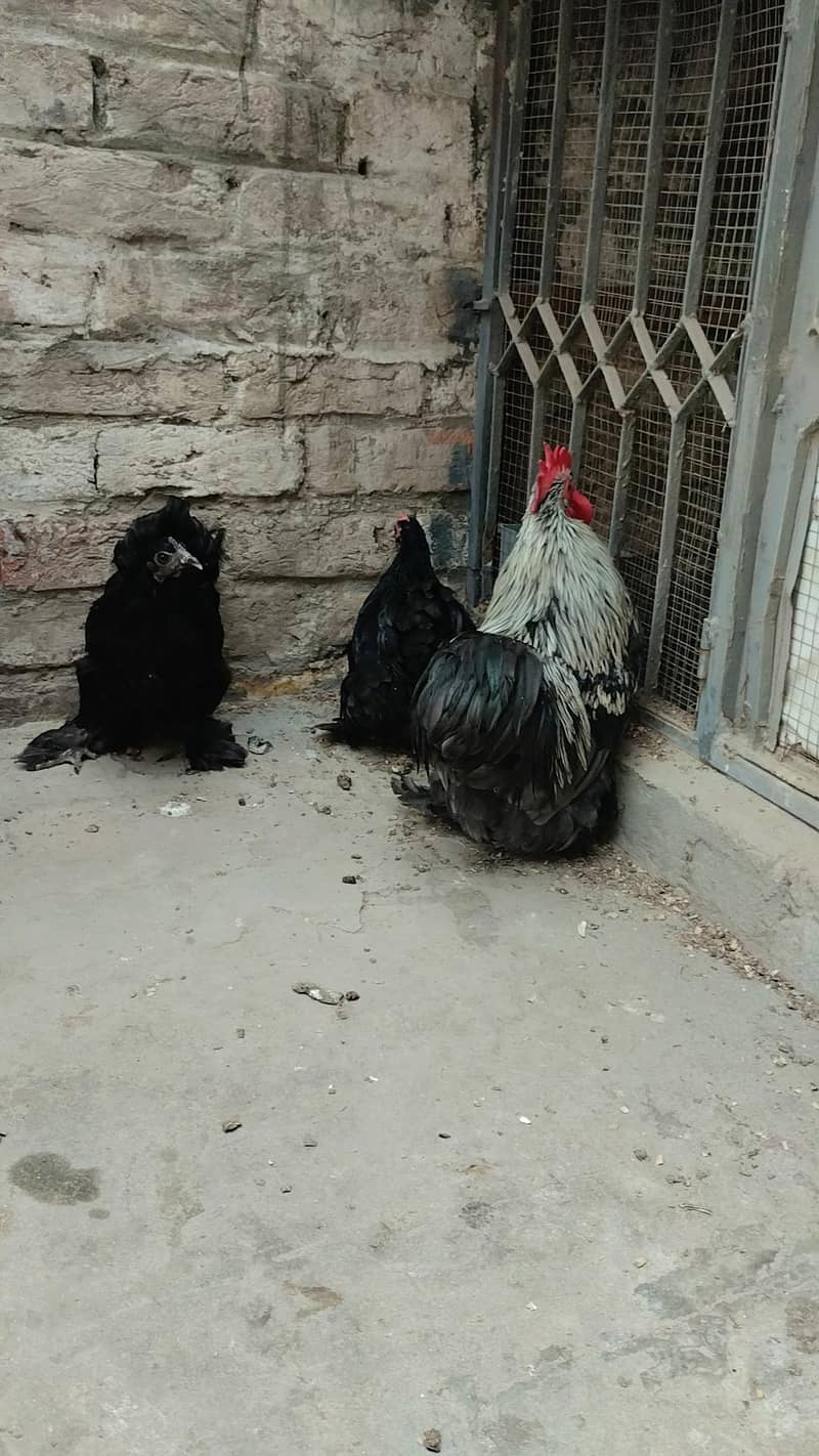 fersh and fertile eggs available 1