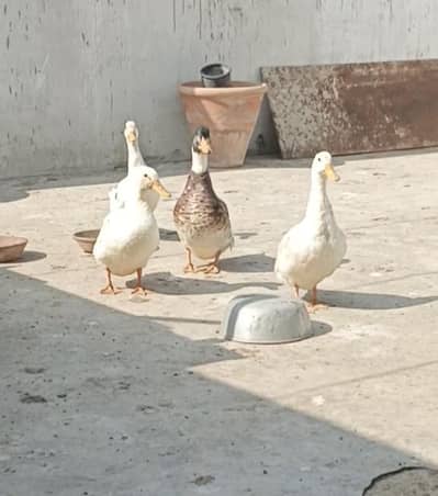Ducks for sale
