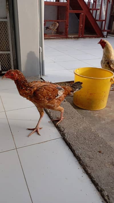 Aseel Murghi for sale