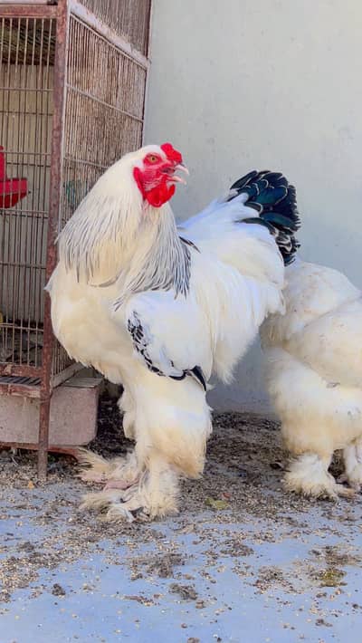 WHite columbian Brahma