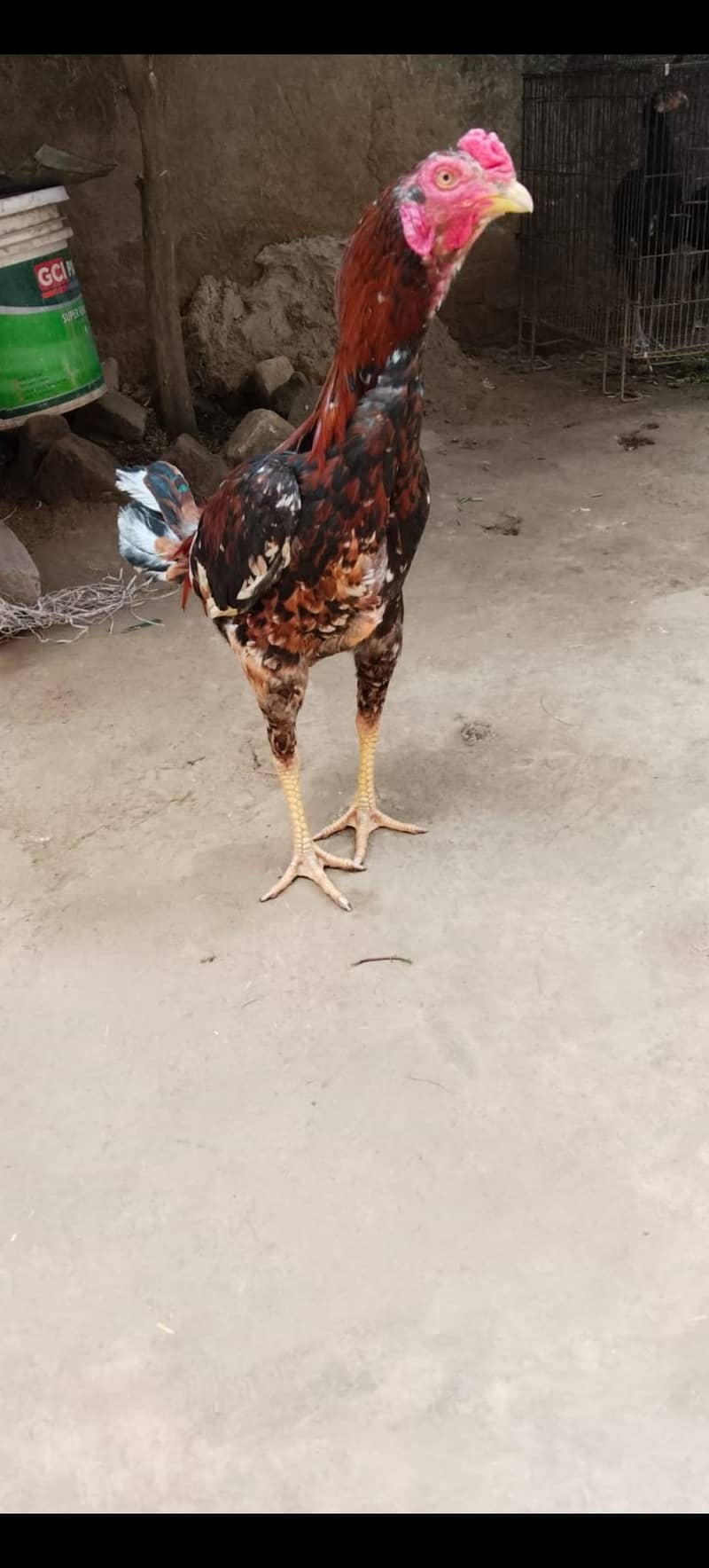 بہت خوبصورت اور مضبوط لڑائی والا پٹھا 0