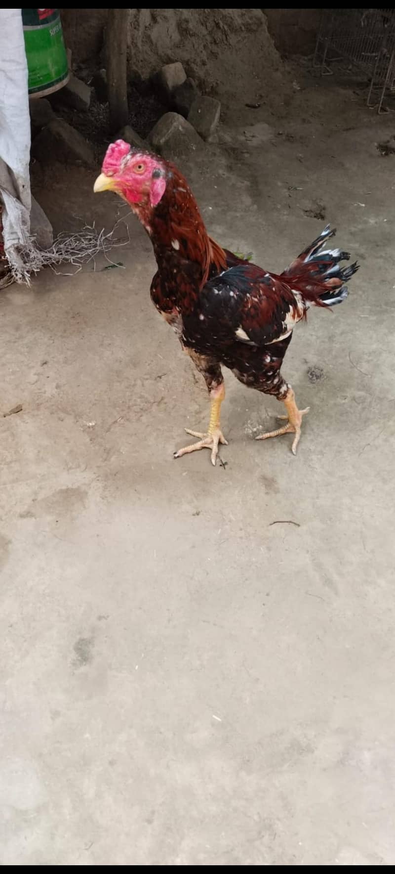 بہت خوبصورت اور مضبوط لڑائی والا پٹھا 1