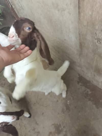 gulabii kamori ablak print bakra bakri Bache