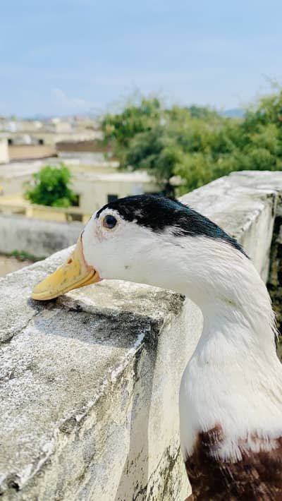 2 Male ducks for sale