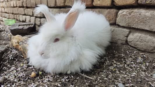 Reasonable English Angrora breeder female