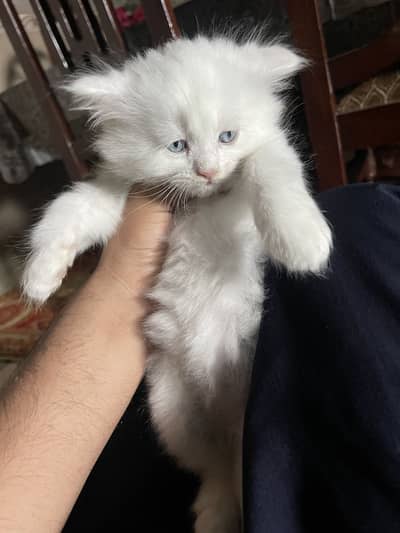 Turkish angora cats