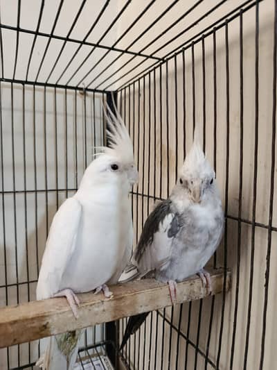 breeder pair cocktail  for sale