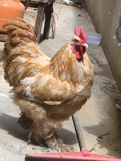 Golden buff hen for sell