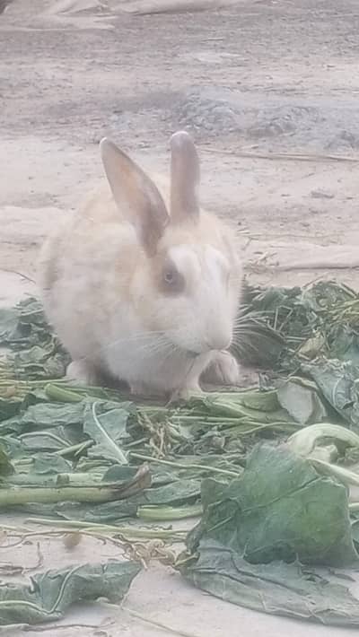 pair rabbit for sale