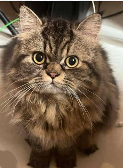 heavy coated tiger shell male cat