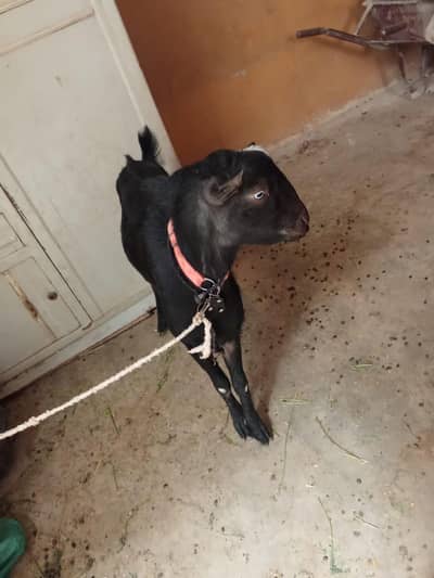 selling a goat  call : 03122111271