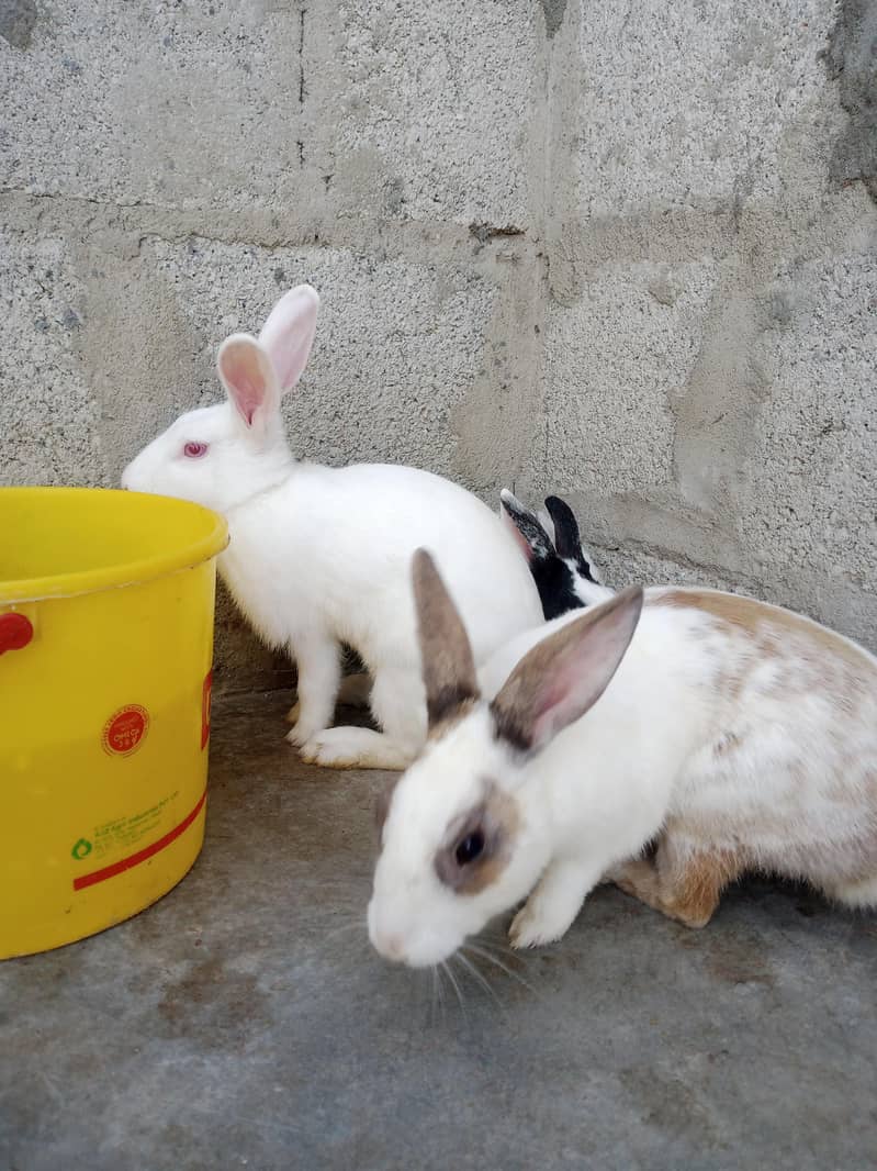 Rabbits 1