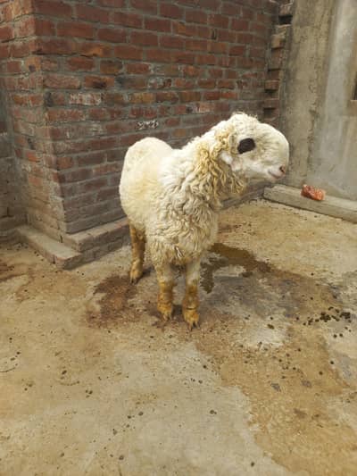 mundra chatra w dant fresh howa ha