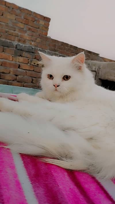 I am selling my cat.