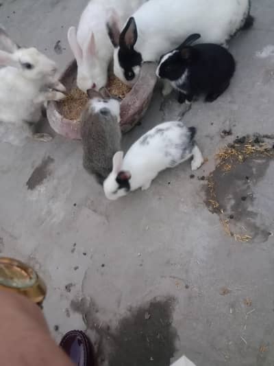 rabbit baby pair for sale 03224186572