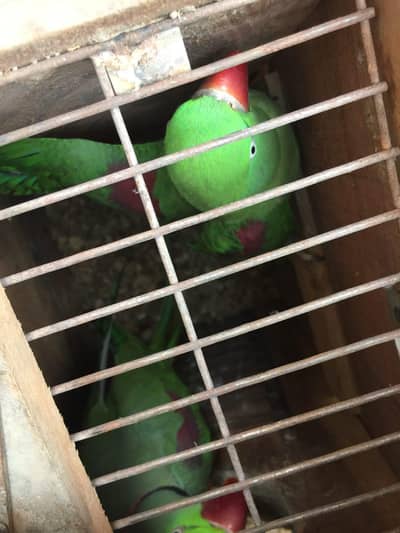 Beautiful raw Breeder pair