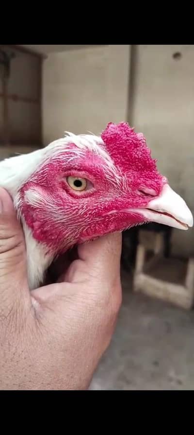 paper white bloodline