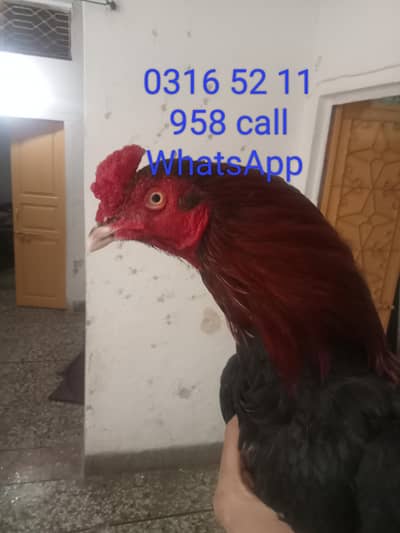 aseel Miawalia white noke nalli choras 0316 5211958