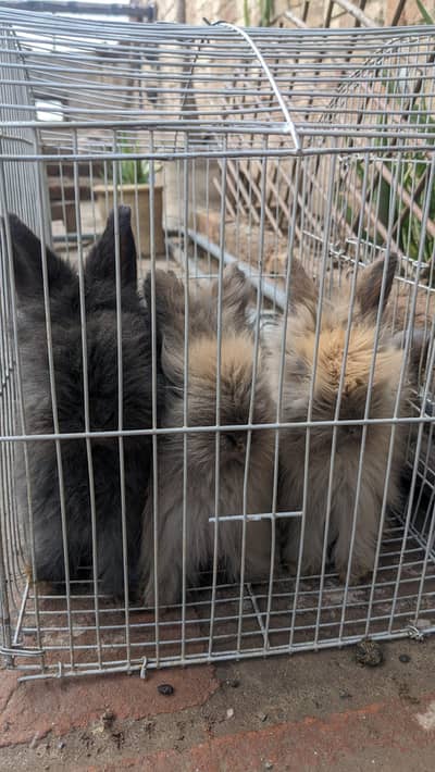 pure english angora bunnies for sale