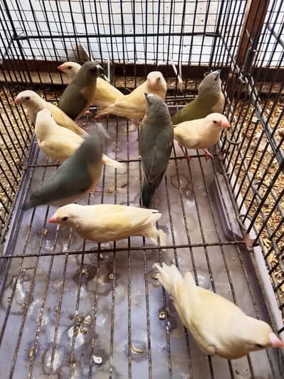 Gouldaion finch pathy