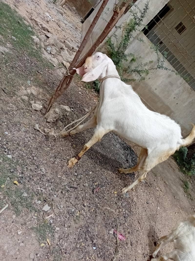 Breeder bakra 0