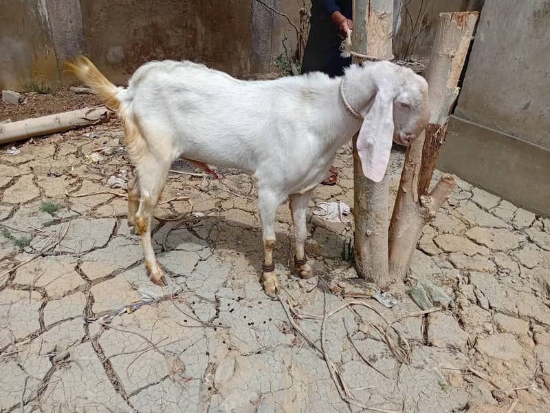 Breeder bakra 6
