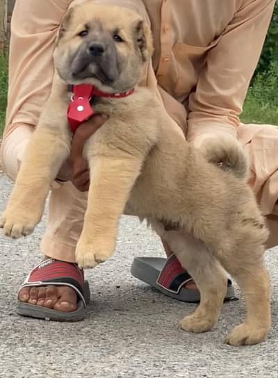 Turkish kangal male dabal Hadi have bone stacture security dogs for
