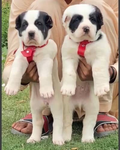 Alabai dabal Hadi have bone stacture security dogs for sale pair