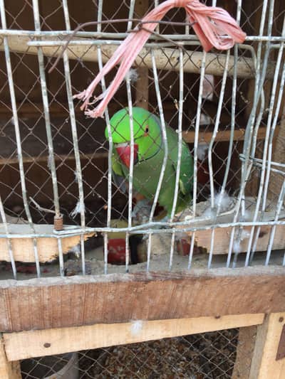 Talking and tamed Breeder pair