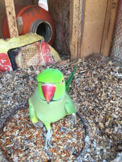 Indian Ringneck Parrot | Parrot | Hand tame | talking |breeder pair
