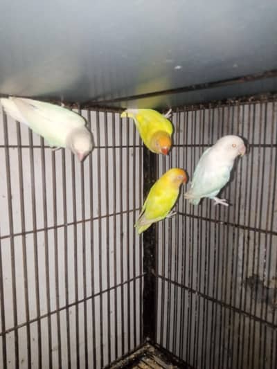 Creamino & Albino Red Eyes breeder pairs of