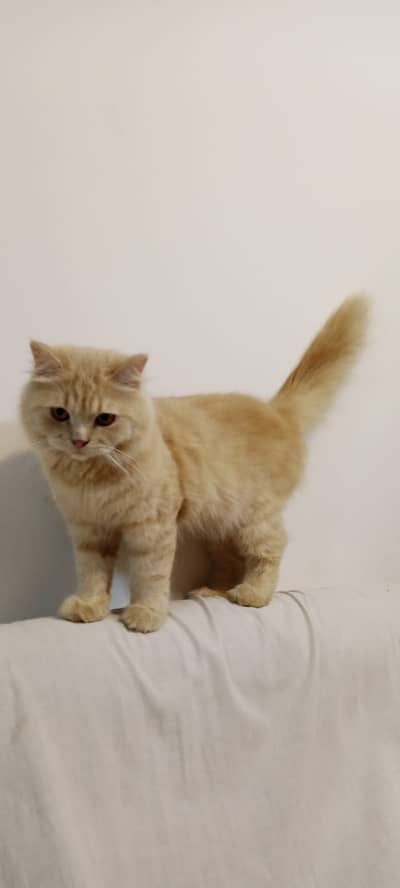 Persian Cat Male