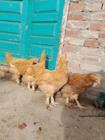 Golden Buff chick and egg (03207858636)