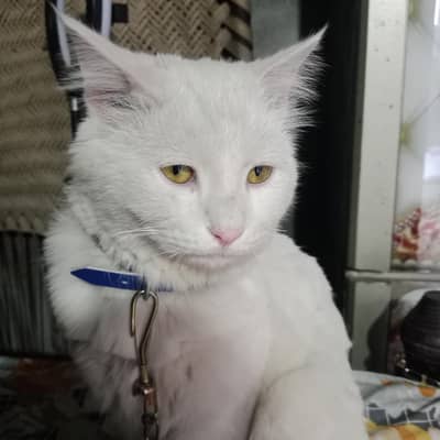 Persian cat cash on delivery