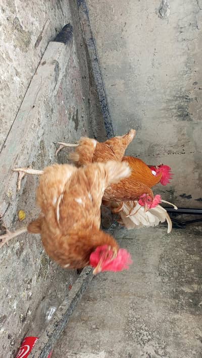 loaman set and desi set and Aseel murgi and desi chick