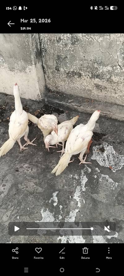 HEERA ASEEL CHICKS HIGH QUALITY