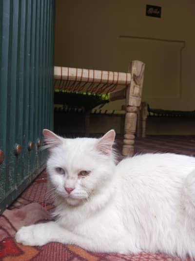 Persian cat double color eyes