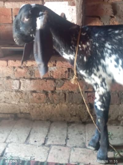 black Makhi chini padh