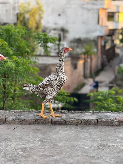 coco color Shamo cross