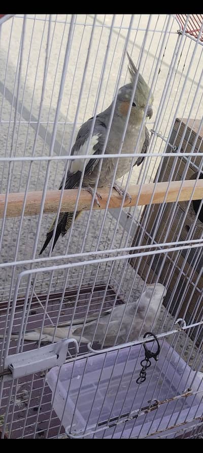 cocktail breeder pair