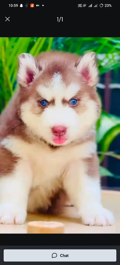 Siberian husky fore sale Whatsapp number 0319.2144599