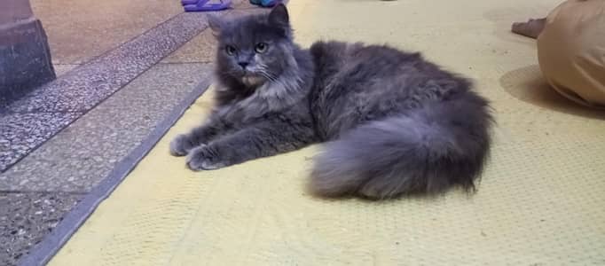 Persian Cat For Sale