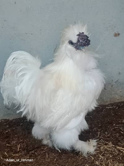 Silkie male for sale (only male )