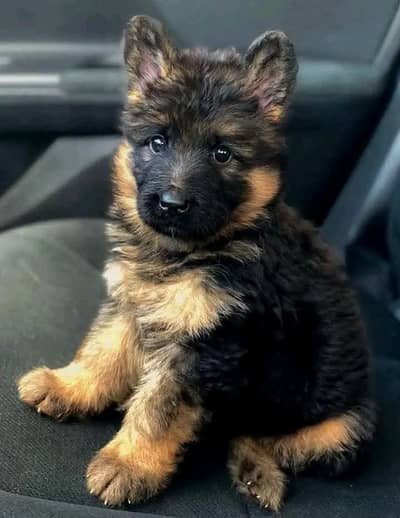 German shepherd puppies  my WhatsApp number o32452852o7