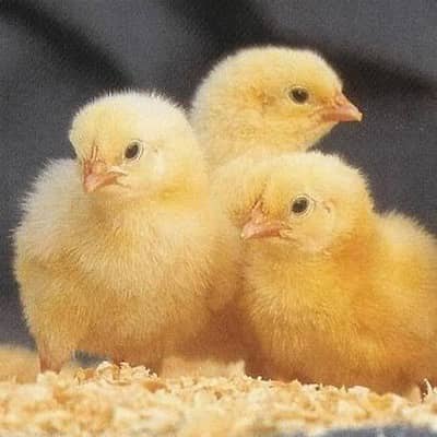 Broiler Chicks Available